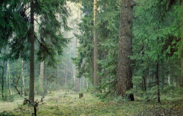 Ель в беларусских лесах может остаться только на севере страны