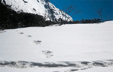 Армия Индии обнаружила следы снежного человека