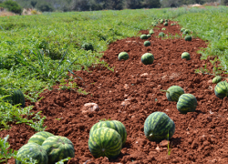 Для выращивания арбузов в Беларуси выделят 600 гектаров