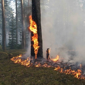Минлесхоз Беларуси заключит договоры с РФ и Украиной по борьбе с пожарами в приграничных районах