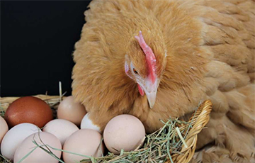 Ученые рассказали, что же на самом деле появилось раньше: курица или яйцо
