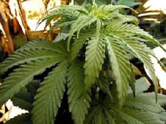 Брестские таможенники обнаружили марихуану в киндер-сюрпризе