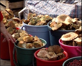 В Беларуси в этом году зарегистрировано более 60 случаев отравлений грибами