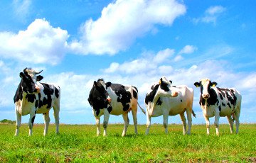 В Беларуси планируют утвердить собственную молочную породу коров