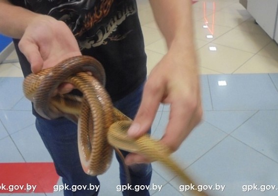 В Национальном аэропорту задержали россиянина со змеями и скорпионами в ручной клади