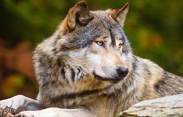 «Зямлi! Волi!»: Как пущанские волки с GPS-ошейниками ищут, где жить хорошо