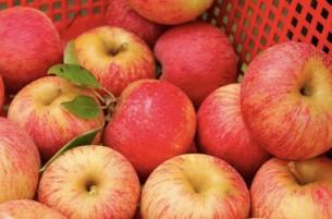 Польские яблоки могут быть опасны, но из продажи их не будут изымать до мая