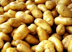 Беларусь вдвое увеличила импорт картофеля из Европы