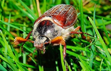 В Беларуси проснулись майские жуки