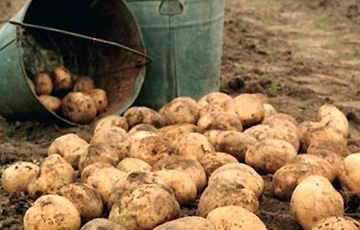 Беларуска рассказала, как выращивает на огороде два урожая картошки за год