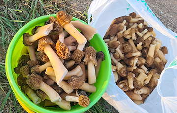 В Беларуси внезапно «рванули» летние грибы