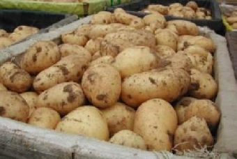 Беларусь планирует увеличить экспорт картофеля в 14 раз