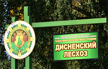 Главы 22 лесхозов проигнорировали поручение Лукашенко