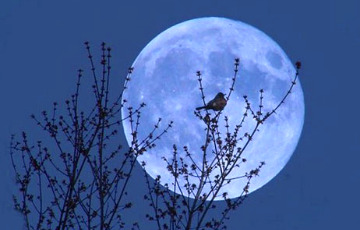 Сегодня ночью белорусы увидят редкую «земляничную» Луну