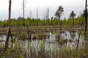 Горят Ольманские болота, возможно, из-за непотушенной сигареты грибника