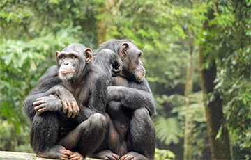 Ученые: У шимпанзе есть собственные социальные сети из деревьев и «морзянки»