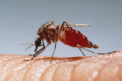 В Google задумались о разведении генетически модифицированных комаров