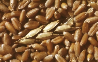 Беларусь в 2011 году не планирует экспортировать зерно