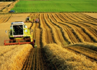 Уборка зерновых колосовых в Беларуси завершится в течение 1-2 дней