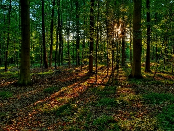 Беларусь в полной мере решает задачи по воспроизводству леса - Иванов