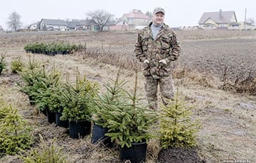 Как семья из Гродно сдает новогодние елки в аренду