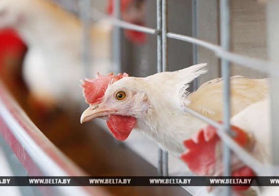 Беларусь ограничивает ввоз птицы из региона Швеции из-за болезни Ньюкасла
