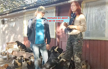 Дом-будка, бассейн и 69 собак: как беларуска изменила свою жизнь ради животных