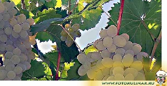 Лучшие сорта белорусского винограда можно будет попробовать на выставке в Гродно