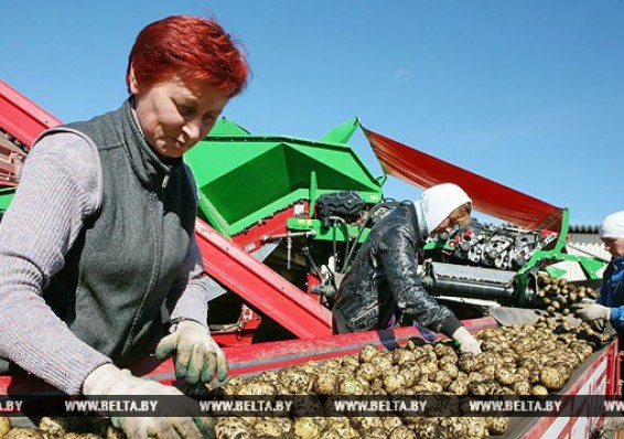 Производство сельхозпродукции в Беларуси в январе-марте увеличилось на 2%