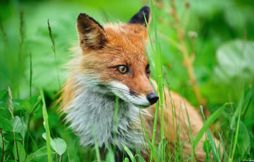 В беларусские города все чаще приходят лисы