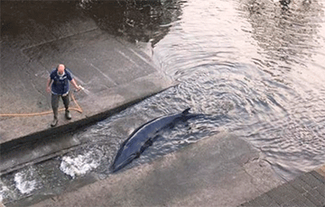 В Лондоне кит-полосатик застрял в Темзе