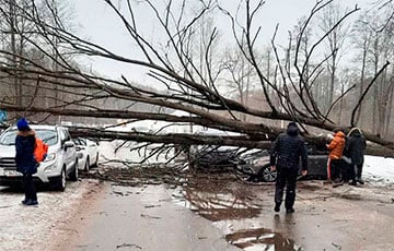 В Раубичах дерево упало сразу на четыре авто
