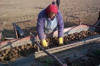 Казахстан заинтересован в крупных закупках белорусского картофеля