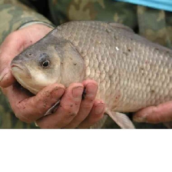 Рыбхозы Беларуси с середины сентября начинают массовый облов рыбы