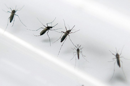 Биологи раскрыли секрет любви комаров к человеку