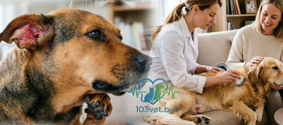 103vet.by| Почему у собаки болят уши именно летом? | Уши под угрозой: как спасти собаку от отита в дождливую погоду