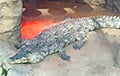 В Беларуси повторно выставили на торги живого крокодила