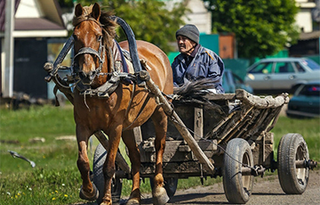 В Московии резко вырос спрос на лошадей