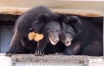 В Гродненском зоопарке проснулись медвежата