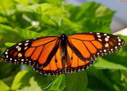 Гигантскую бабочку из Книги Гиннесса покажут в Молодечно