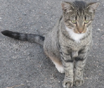 Защитники животных в Беларуси предлагают стерилизовать всех дачных кошек и собак