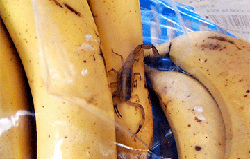 В Барановичах поймали скорпиона, ужалившего покупателя бананов