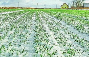 По всей Московии ввeдут режим ЧС из-за потери почти 20 млн тонн урожая зерна