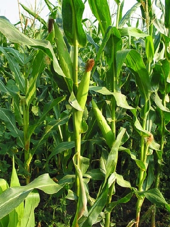 Сельхозорганизации Беларуси убрали треть площадей кукурузы на зерно