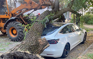 Что делать беларусам, если из-за непогоды на авто рухнуло дерево?