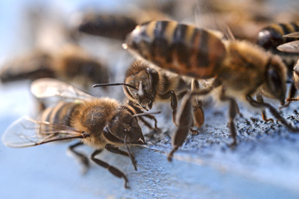 Миллион пчел утонули в собственном меде после ДТП во Франции