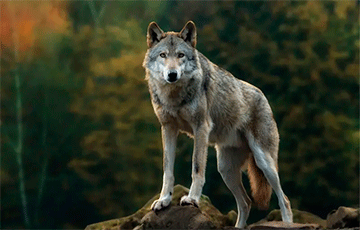 В Пинском районе волк напал на трех женщин, собаку и козу