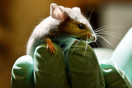 Ученые усомнились в пользе исследований на мышах