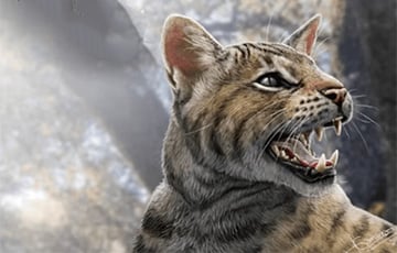 В Испании обнаружили новый вид кошек, живших 15 миллионов лет назад