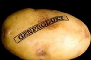 НАН: Новость о выращивании ГМО картофеля на полях Беларуси – ложь